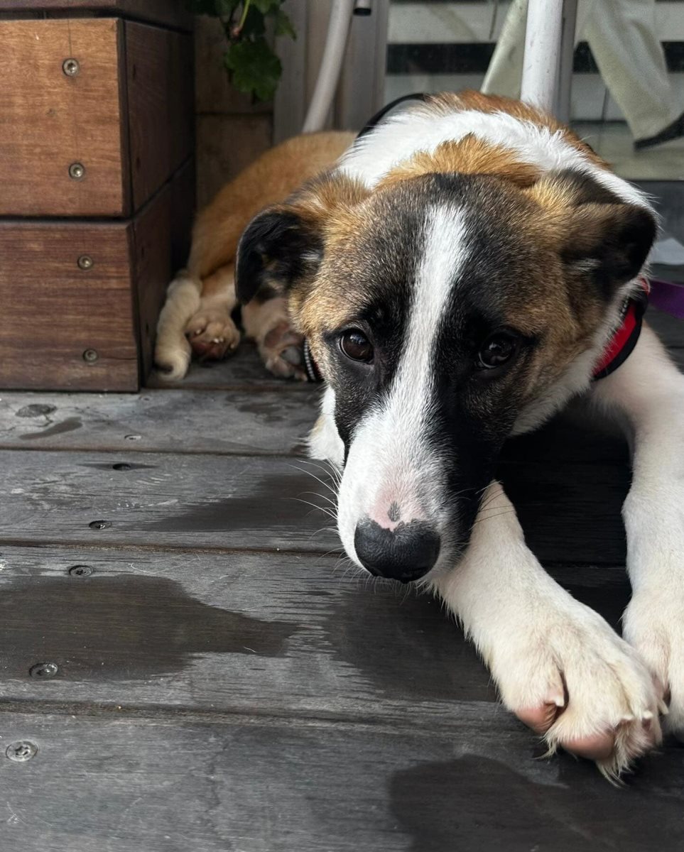 דיפסי. סעיף 27 א'