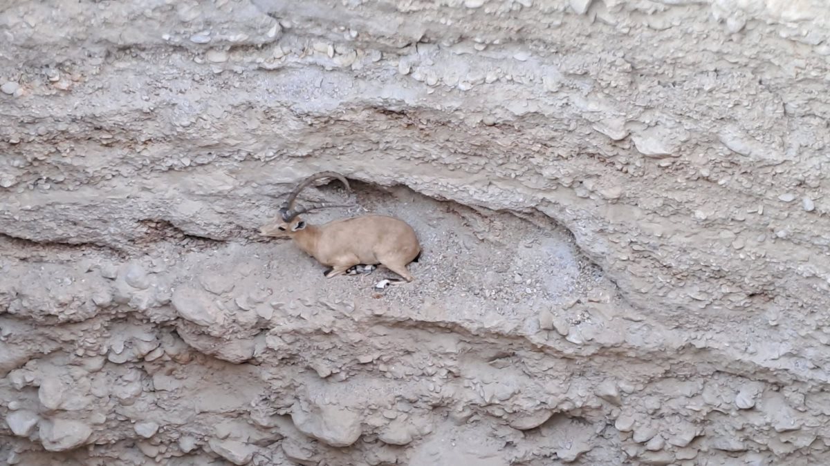 קרדיט: משטרת ישראל