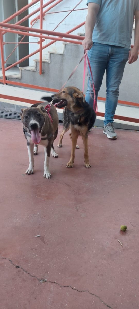 אלכסה מימין וסירי משמאל. סעיף 27 א'