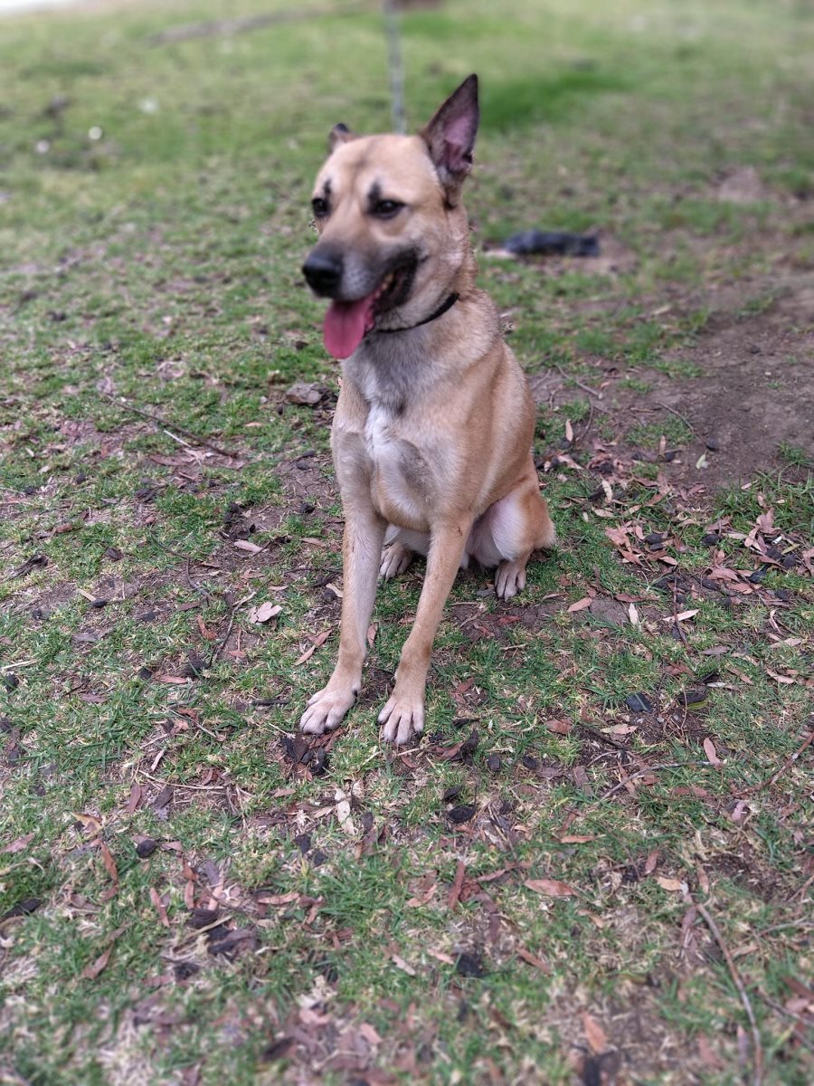 פיסטוק. סעיף 27 א'