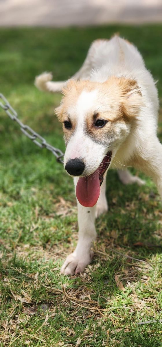 מישמיש. סעיף 27 א'