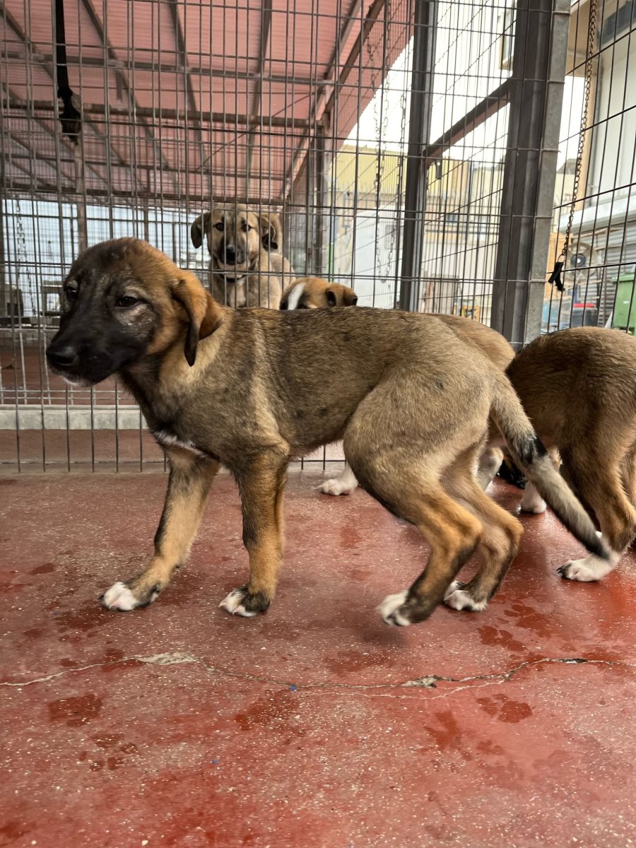 טינקי ווינקי. סעיף 27 א'