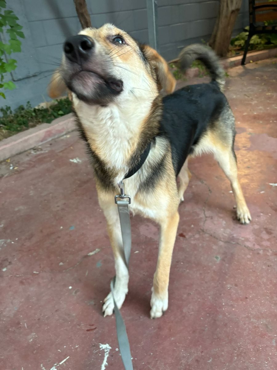 לופי. סעיף 27 א'