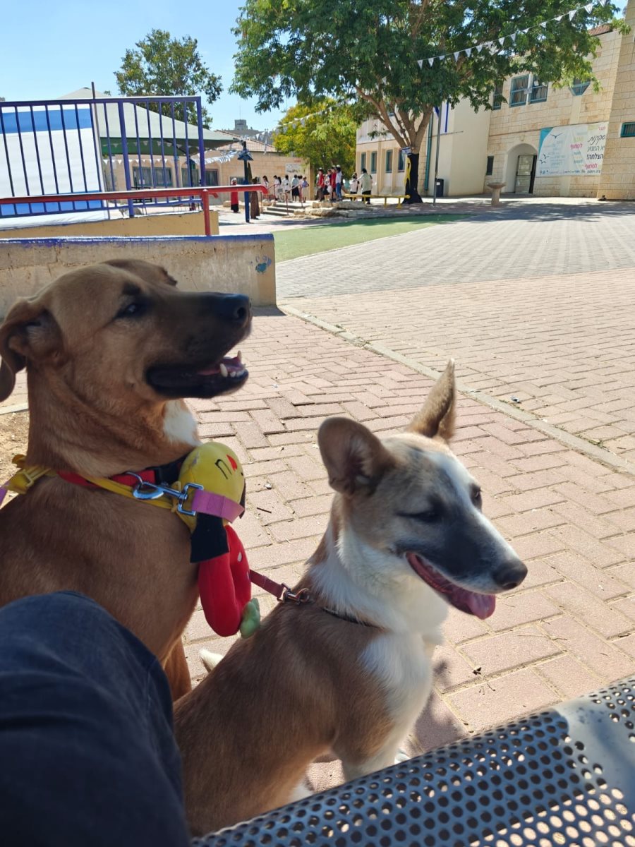 שושנה מימין ובינקי משמאל. סעיף 27 א'