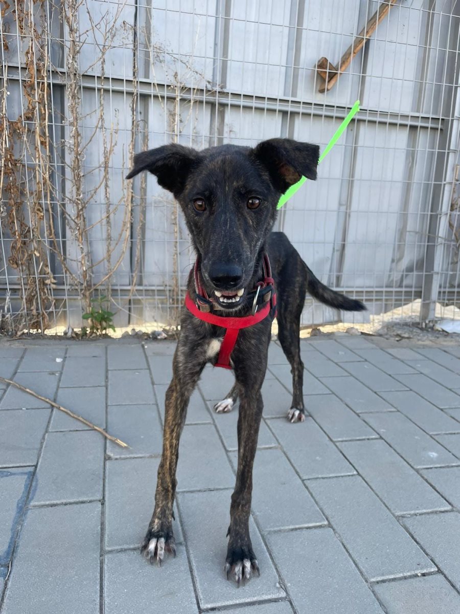 דאסטי. סעיף 27 א'