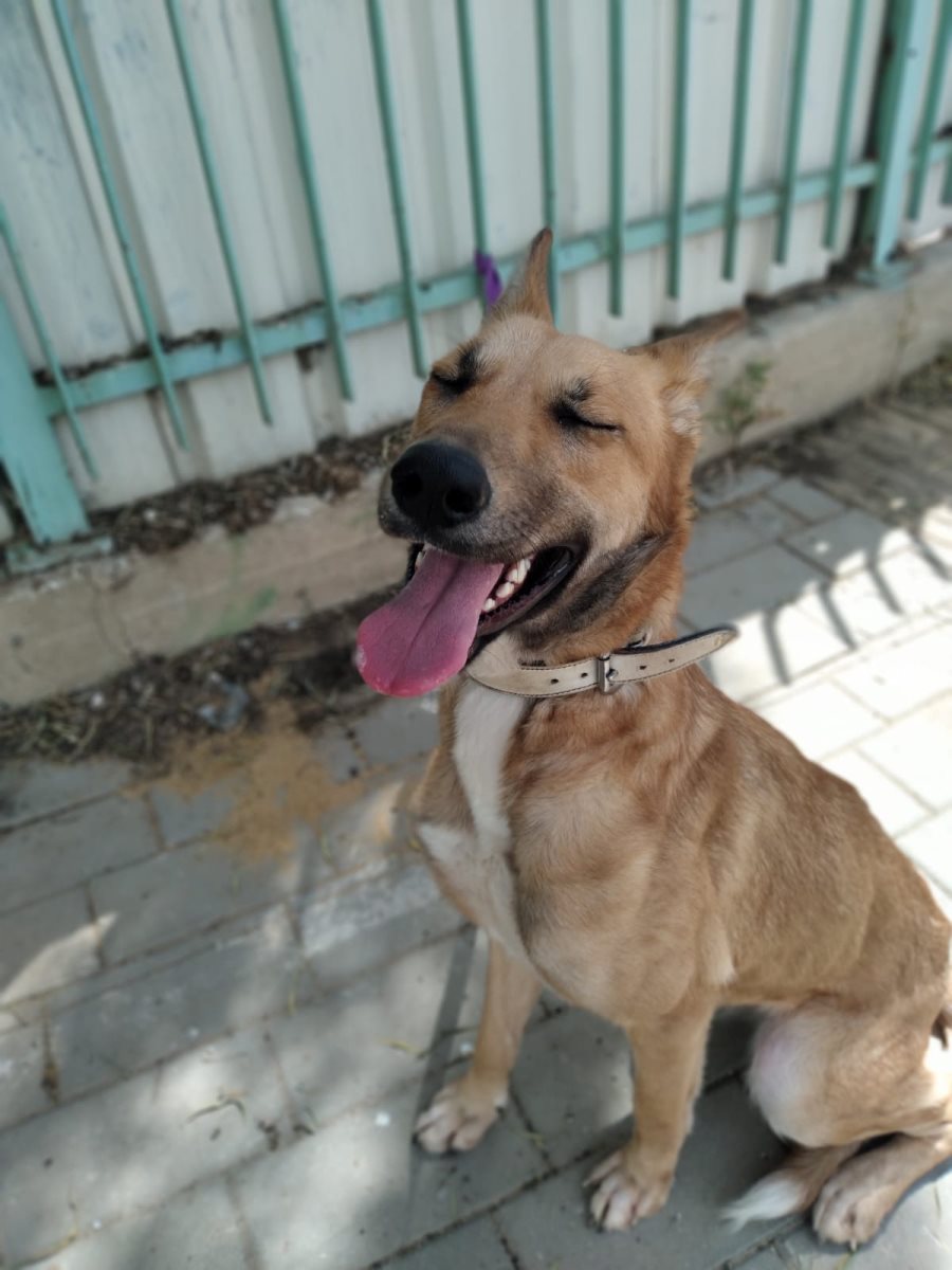 זלדה. סעיף 27 א'