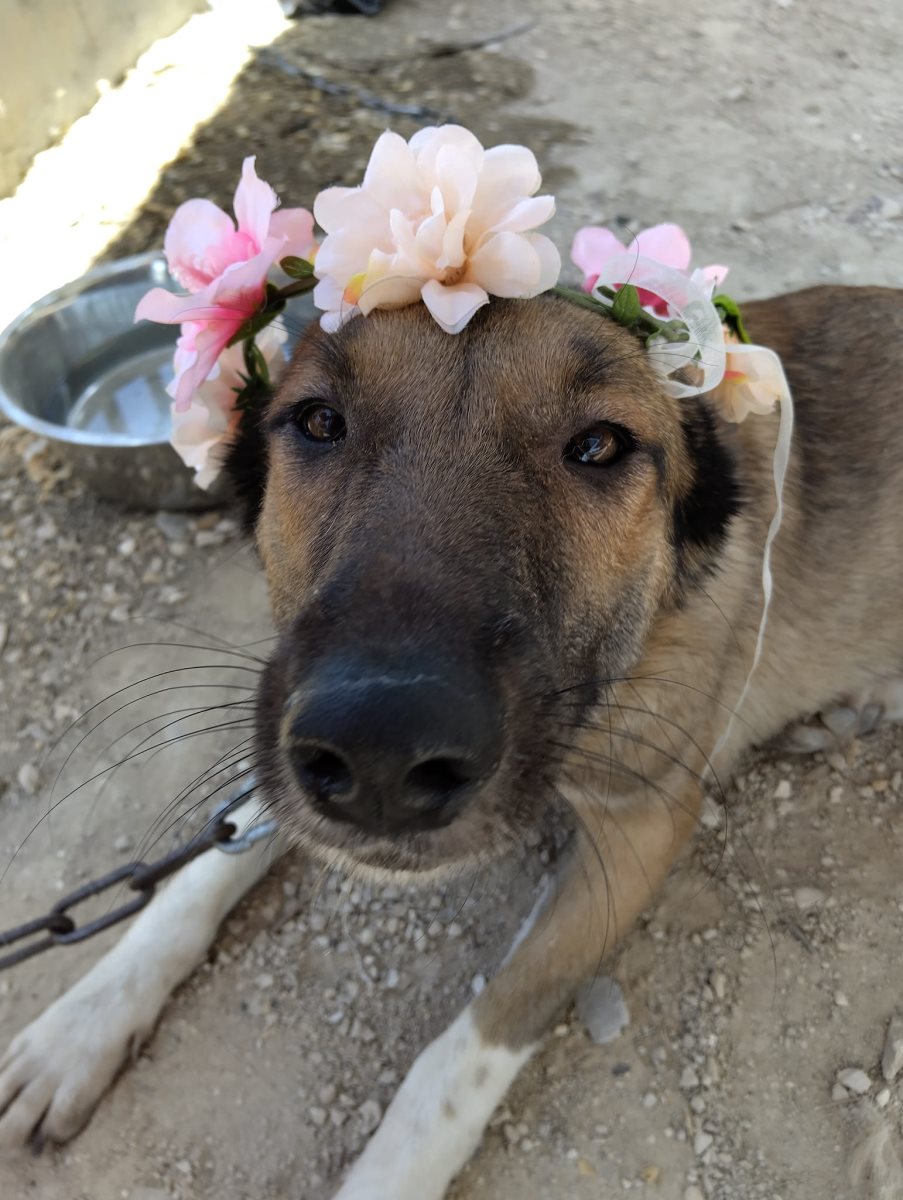 דייסון. סעיף 27 א'