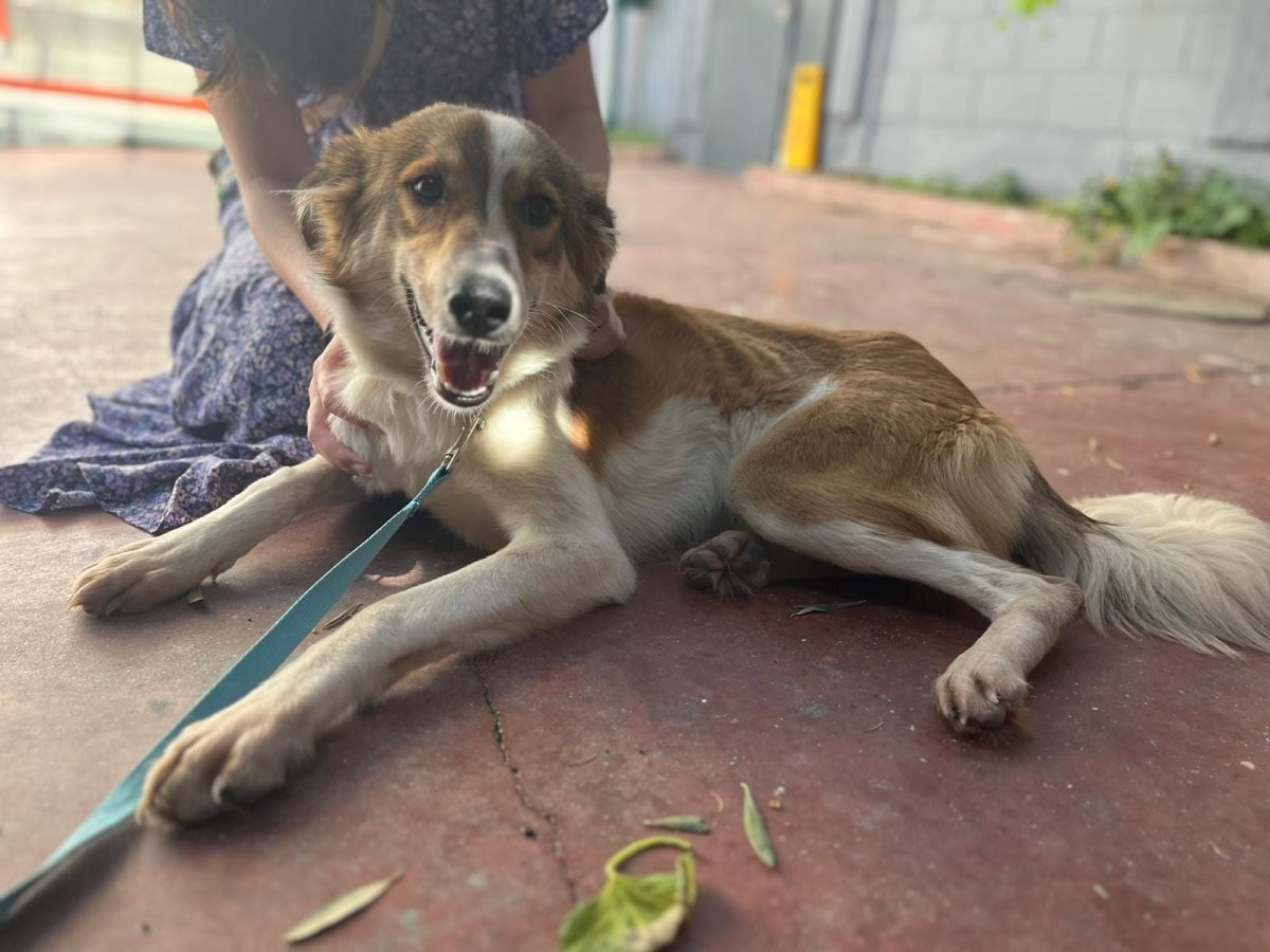 קממבר. סעיף 27 א'