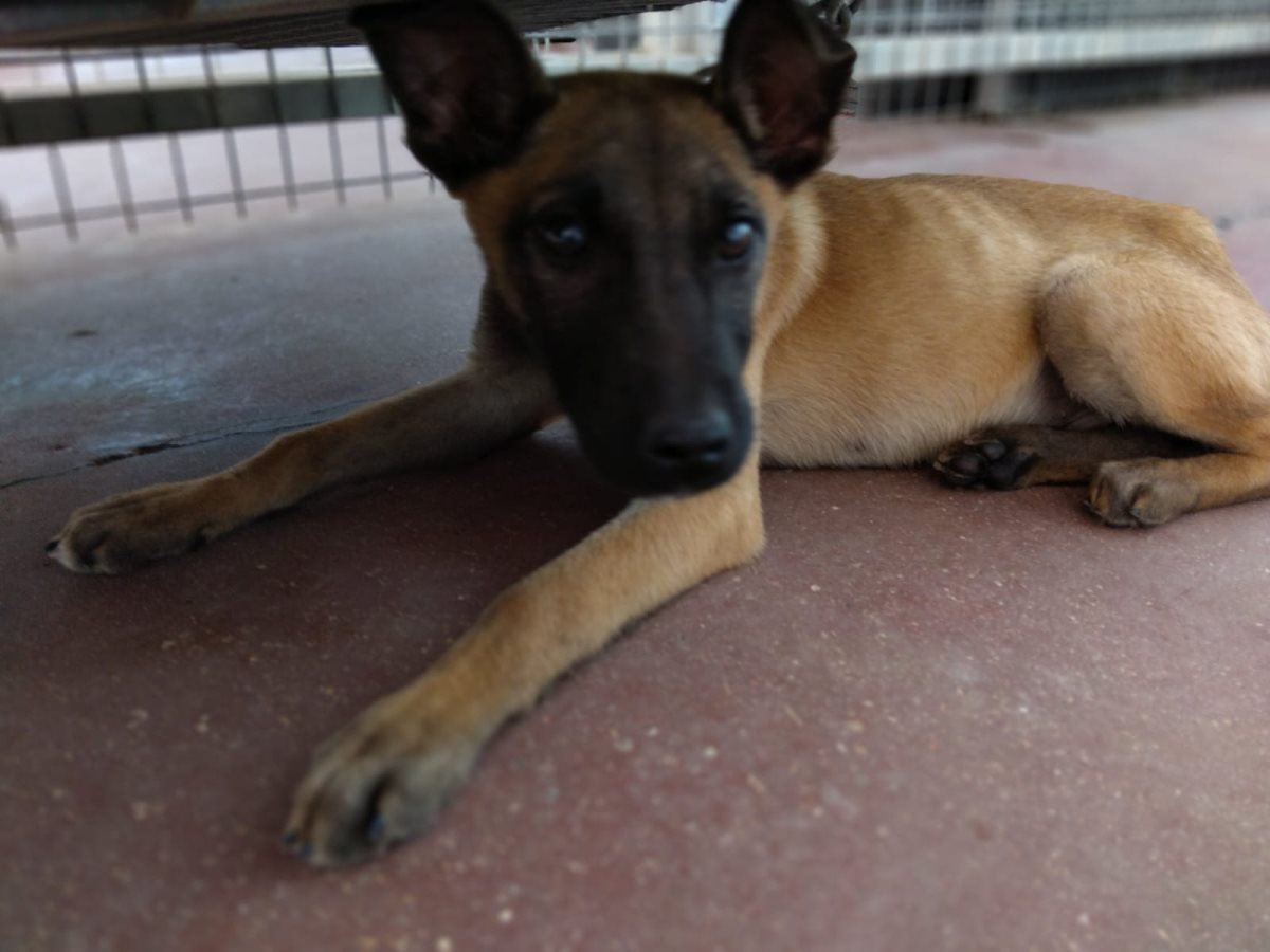 ג'ט. קרדיט כלבי הסגר באר שבע