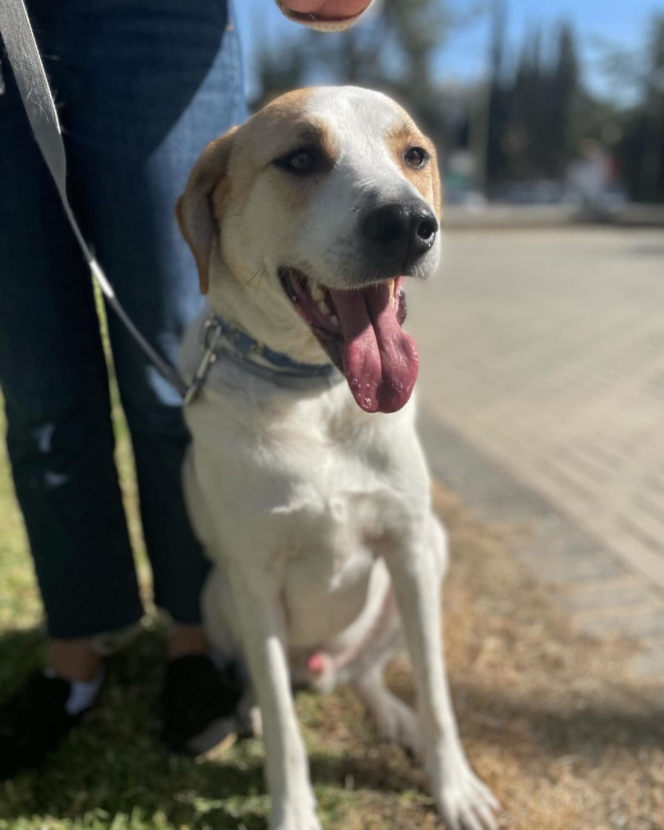 ברני. קרדיט כלבי הסגר באר שבע