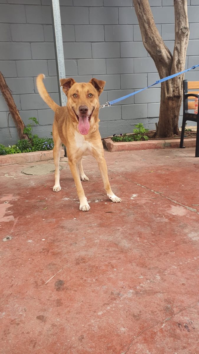 שפכטל. קרדיט כלבי הסגר באר שבע