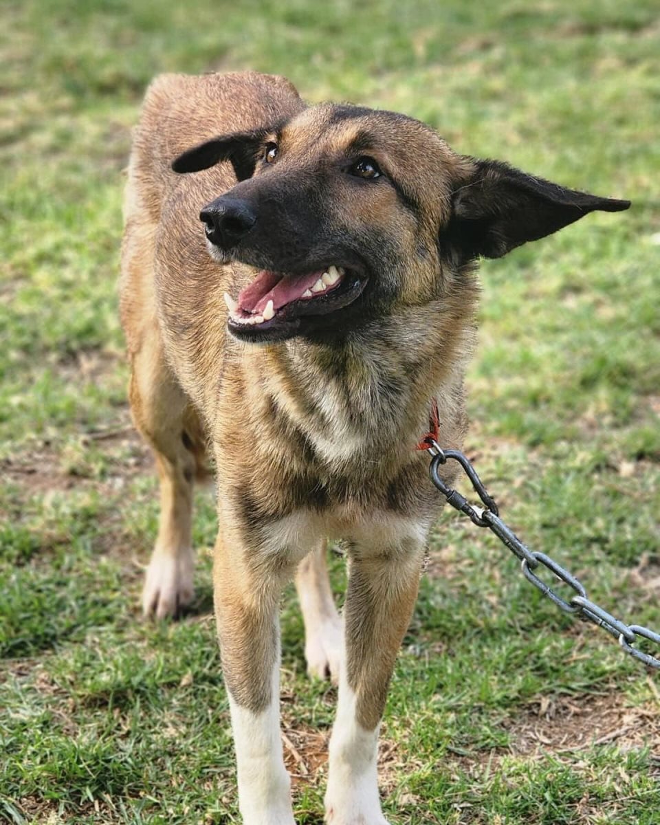 דייסון. סעיף 27 א'