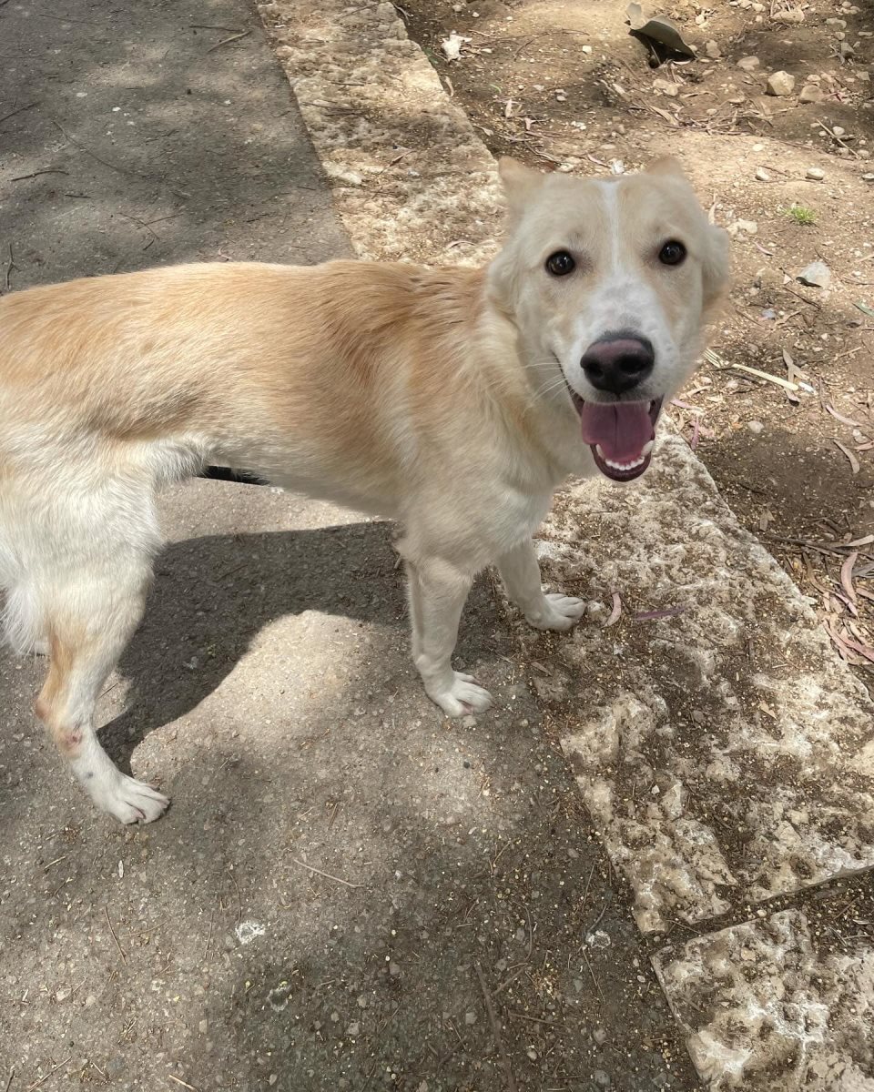 לופין. קרדיט כלבי הסגר באר שבע