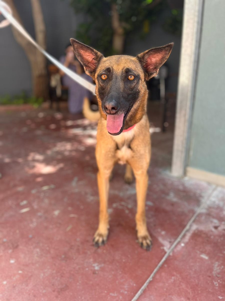 נוטלה. קרדיט כלבי הסגר באר שבע