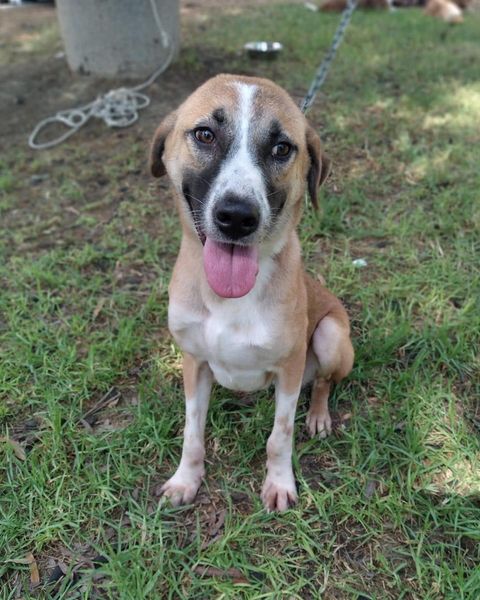 זאוס. קרדיט כלבי הסגר באר שבע