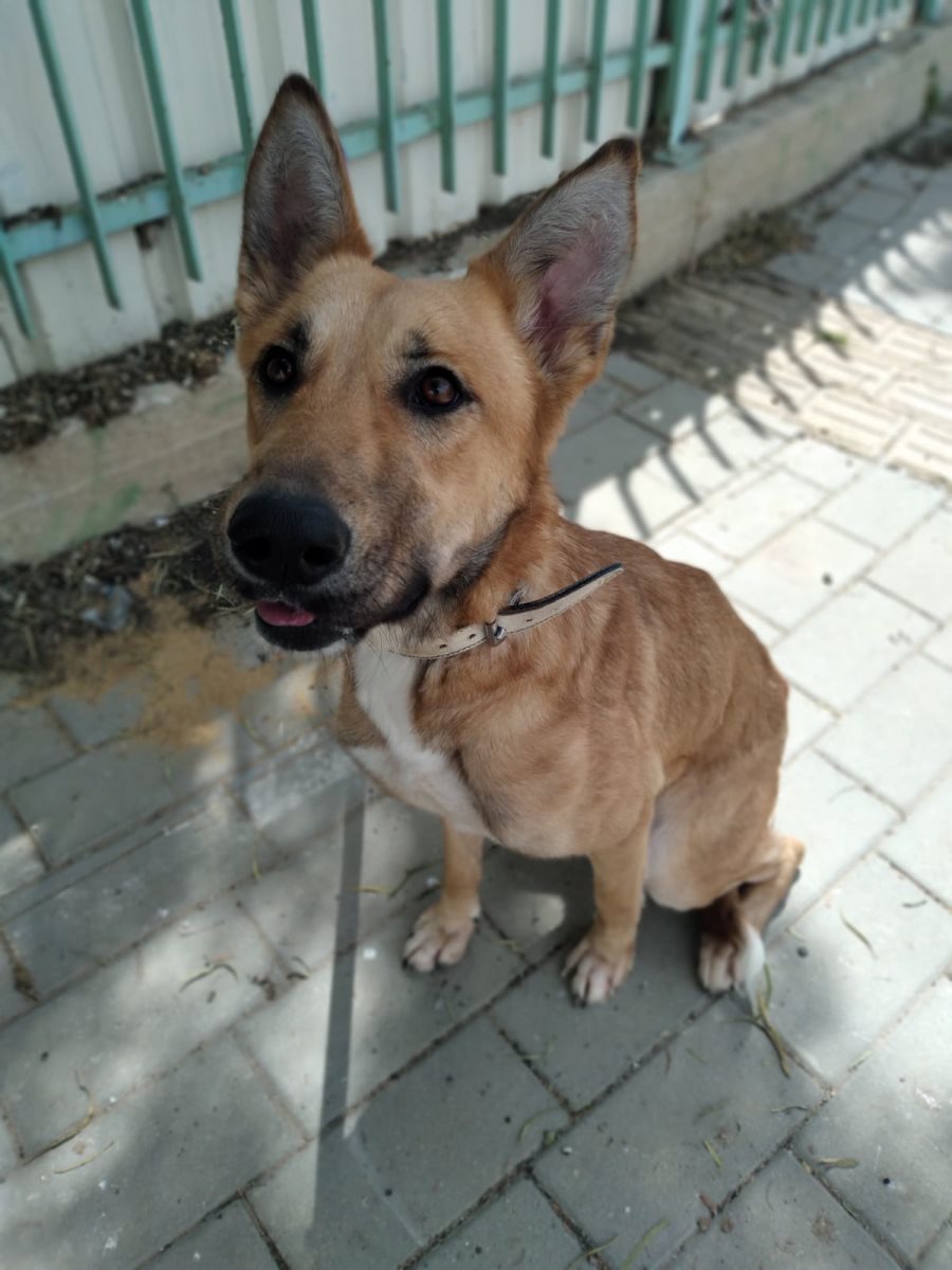 זלדה. קרדיט כלבי הסגר באר שבע