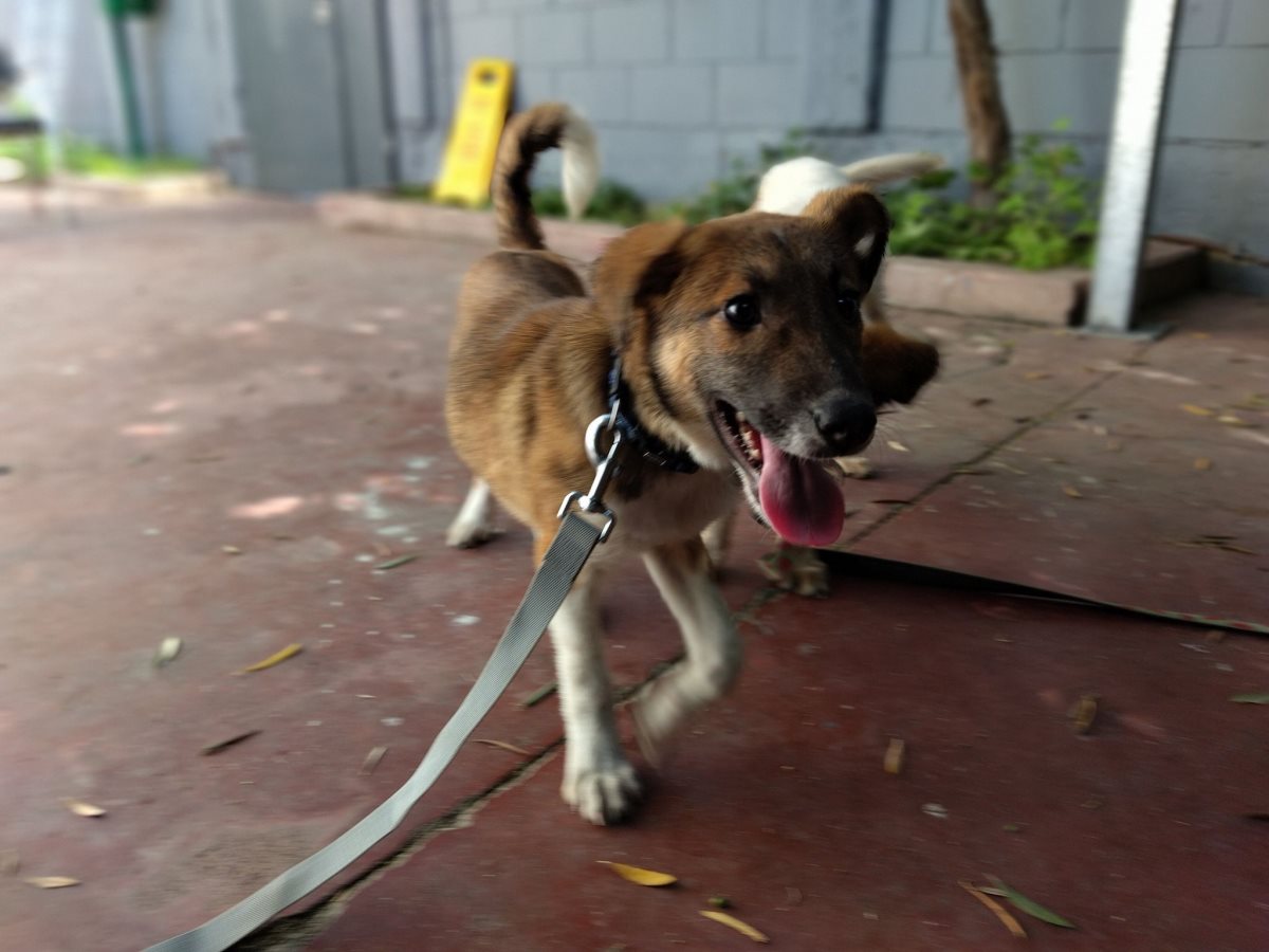אוריון. קרדיט כלבי הסגר באר שבע