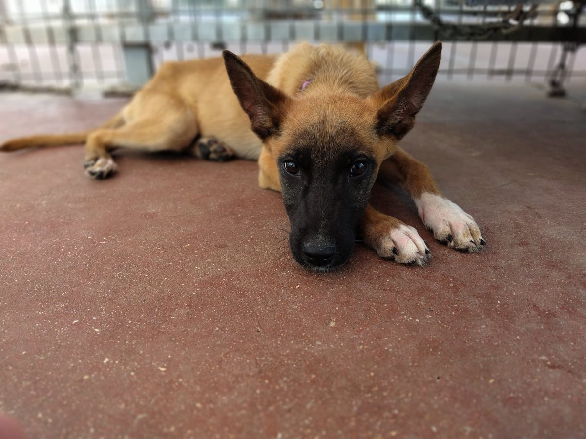 ספייק. קרדיט כלבי הסגר באר שבע