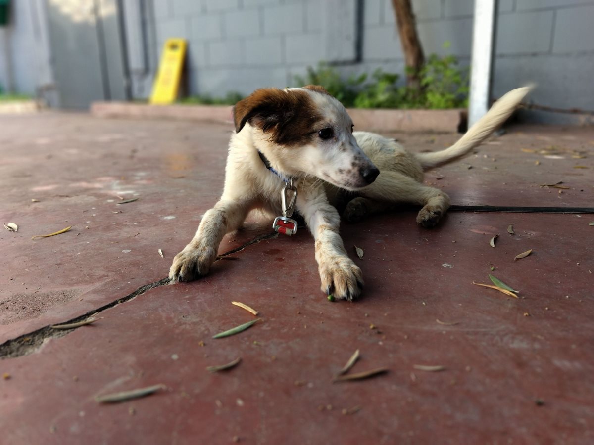 סהר. קרדיט כלבי הסגר באר שבע