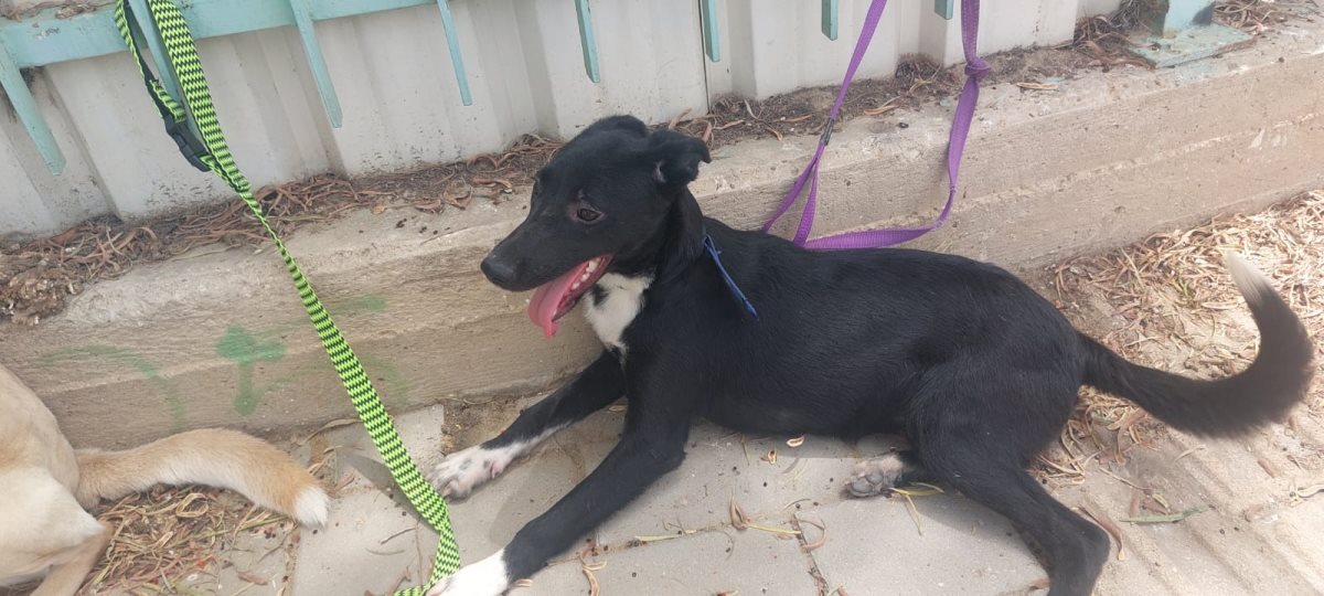 צ'וקה. קרדיט כלבי הסגר באר שבע