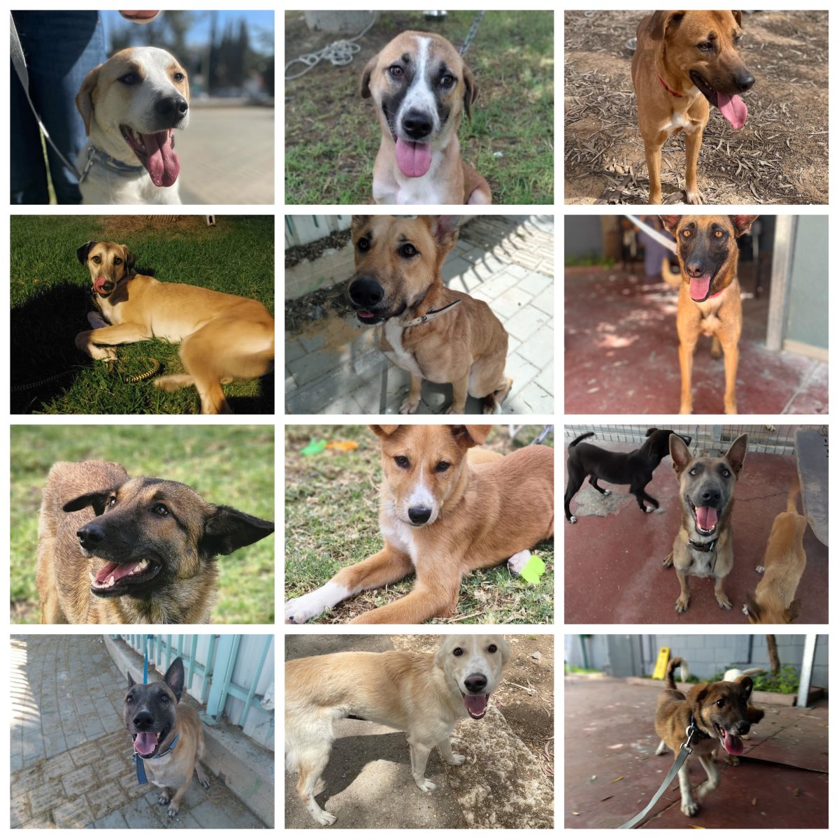 קרדיט כלבי הסגר באר שבע