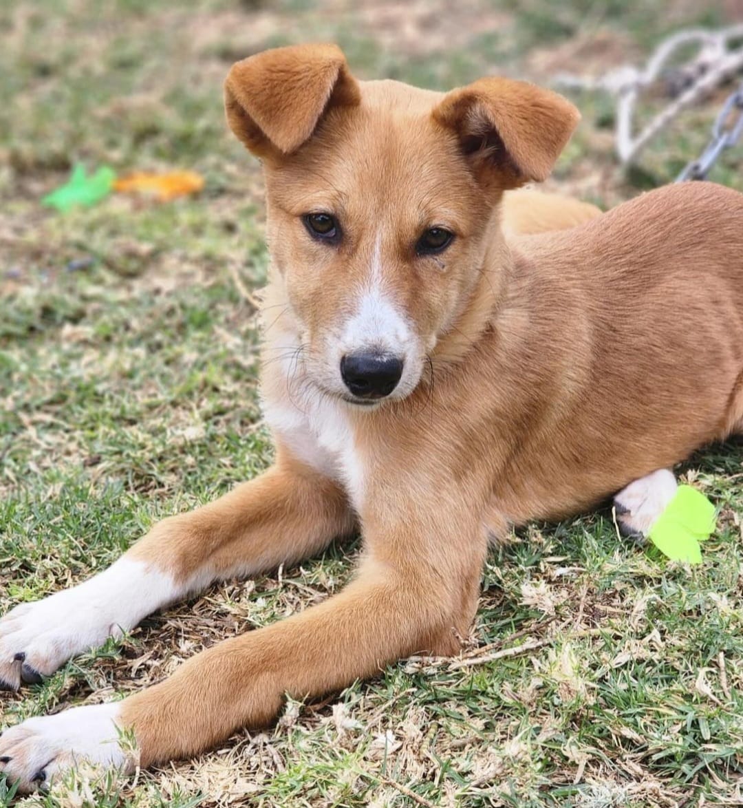 לוטוס. קרדיט כלבי הסגר באר שבע
