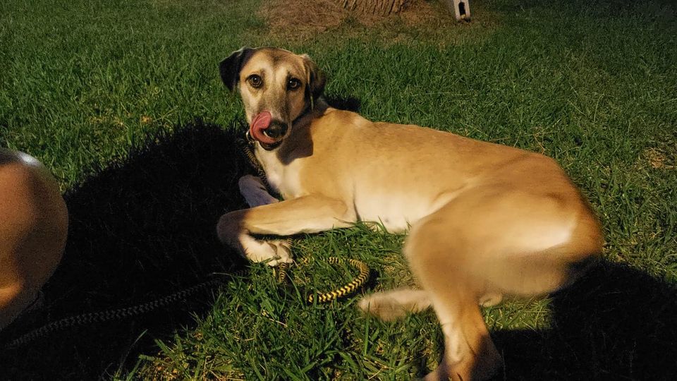 גלוריה. קרדיט כלבי הסגר באר שבע