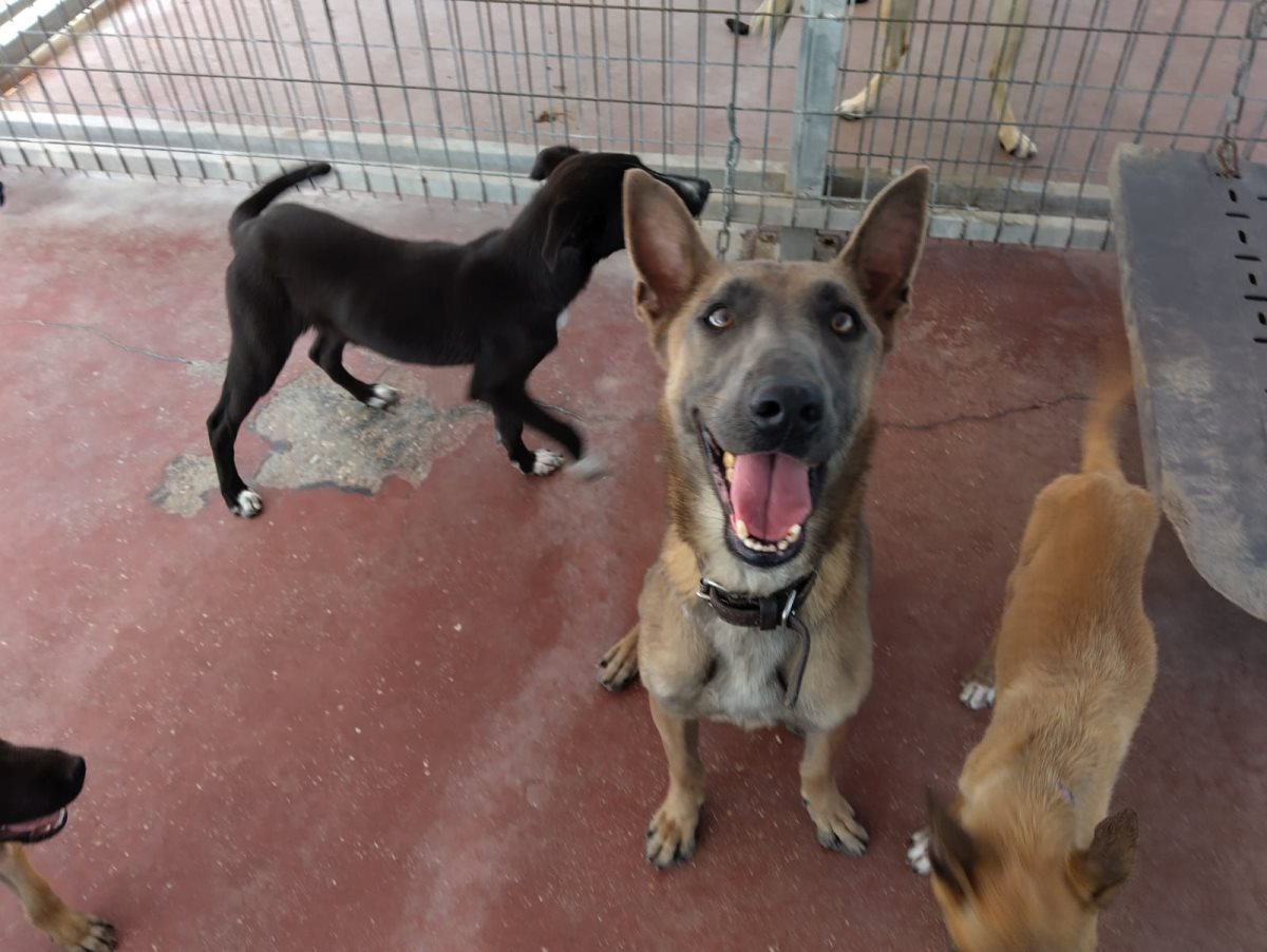 נונה. קרדיט כלבי הסגר באר שבע