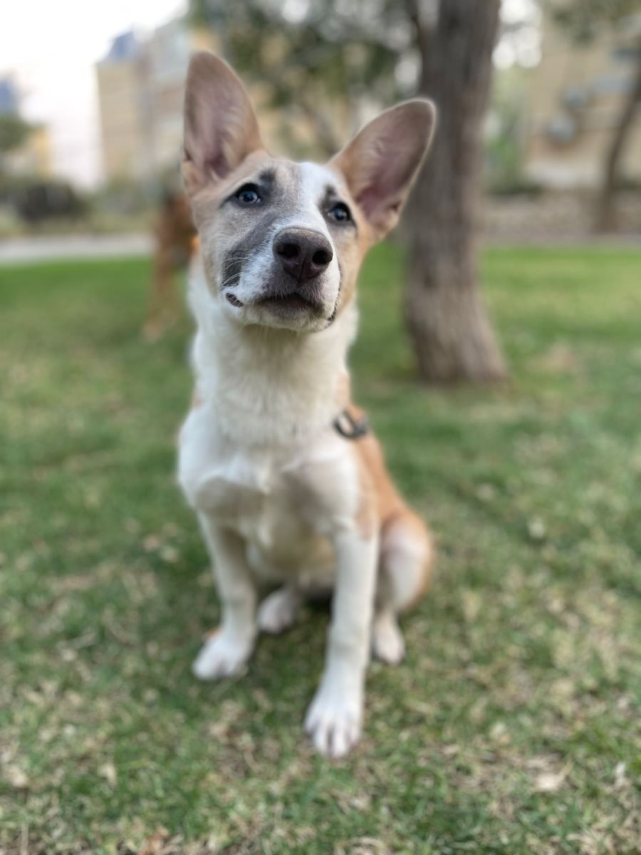 שושנה. קרדיט כלבי הסגר באר שבע