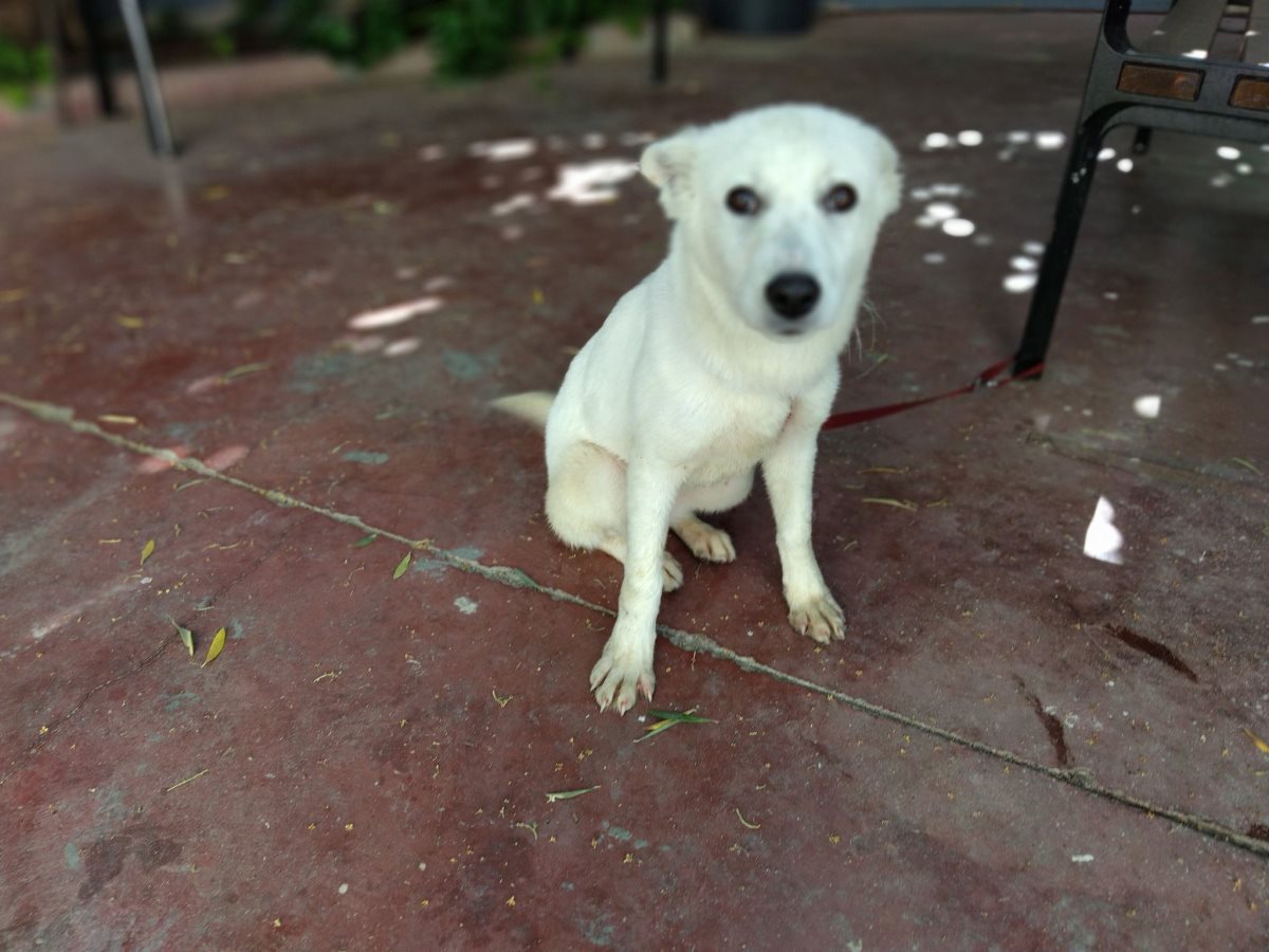 עמלץ. קרדיט כלבי הסגר באר שבע