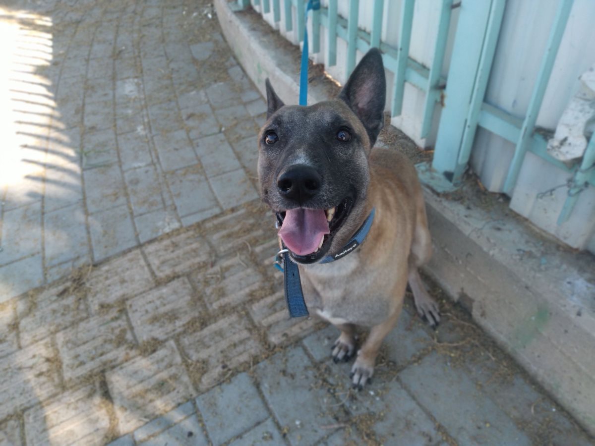 ווילי. קרדיט כלבי הסגר באר שבע