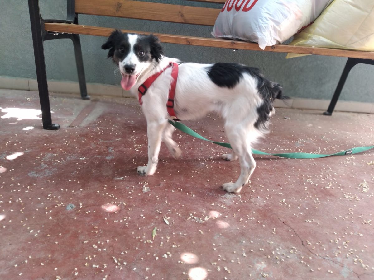 רעמסס. קרדיט כלבי הסגר באר שבע