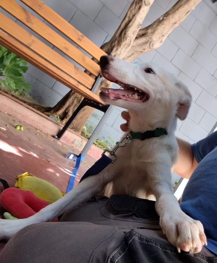 שלומפי. תוכן גולשים, שימוש לפי סעיף 27 א' בחוק זכויות היוצרים