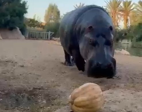 קרדיט: נטע שדאדי