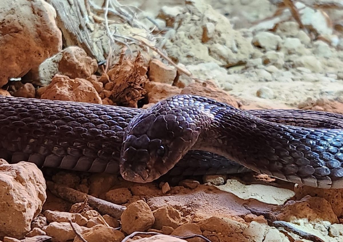 פתן שחור במדבריום פארק החיות בבאר שבע. צילום: ראובן אלמעלם