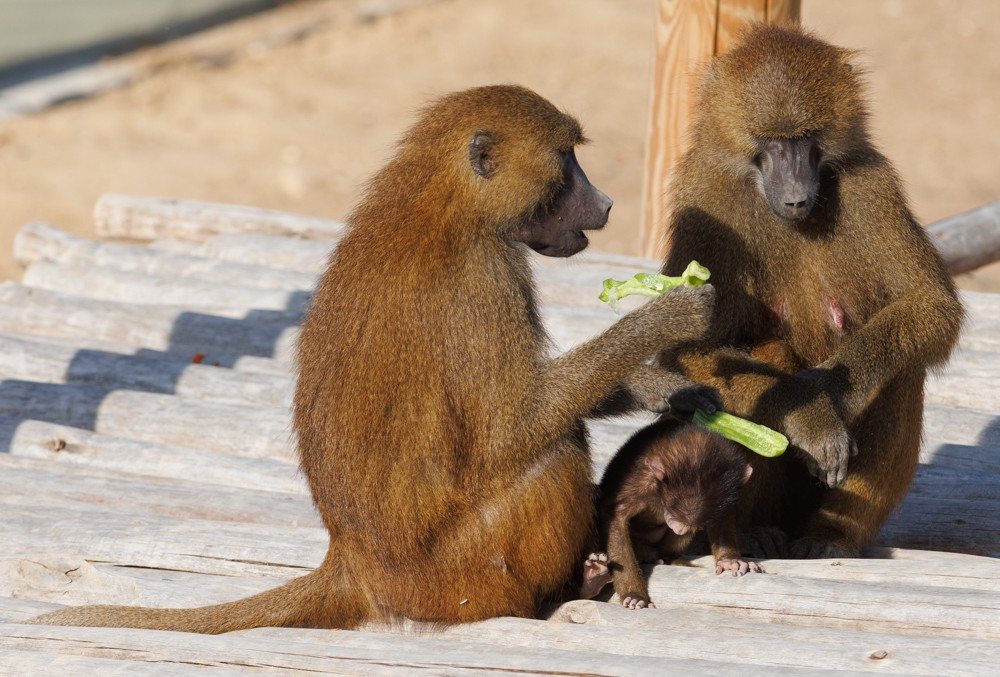 קרדיט: דיאגו מיטלברג