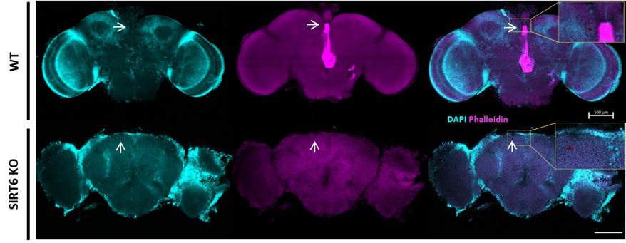 קרדיט: שי קלוקסי