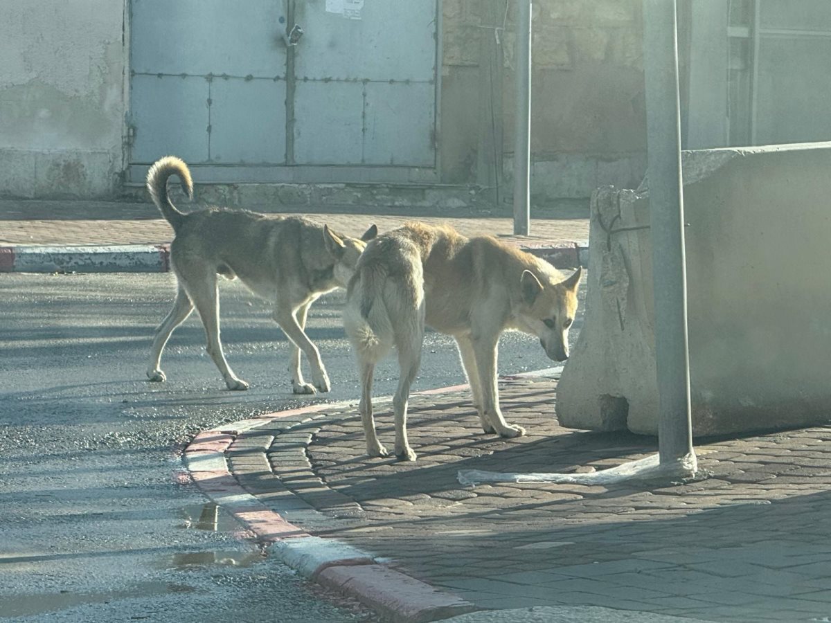 קרדיט: צילום פרטי