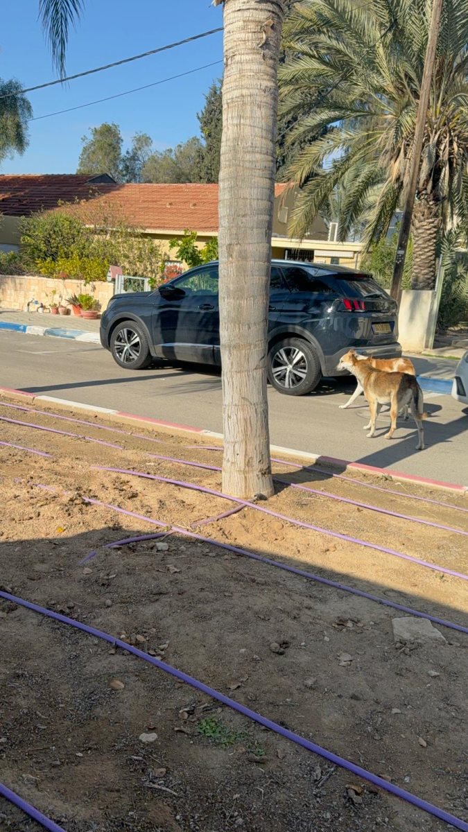 קרדיט: צילום פרטי