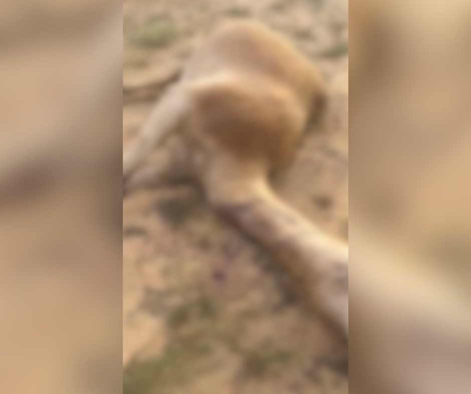 הגמלים שנמצאו מתים. קרדיט: תוכן גולשים ע"פ סעיף 27א'