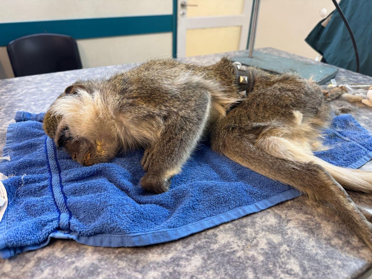 קרדיט: משטרת ישראל