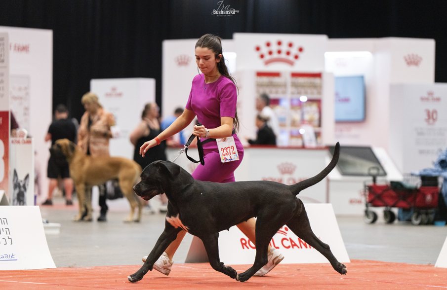 תערוכת הכלבים הבינלאומית. קרדיט - צילום אירינה בושנסקי