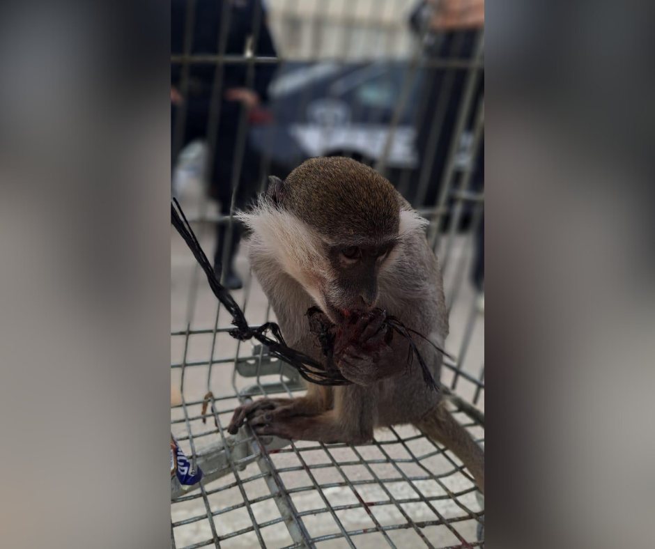 הקוף שנתפס. קרדיט: משטרת ישראל