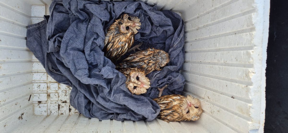 קרדיט: רשות הטבע והגנים ודובר צה"ל