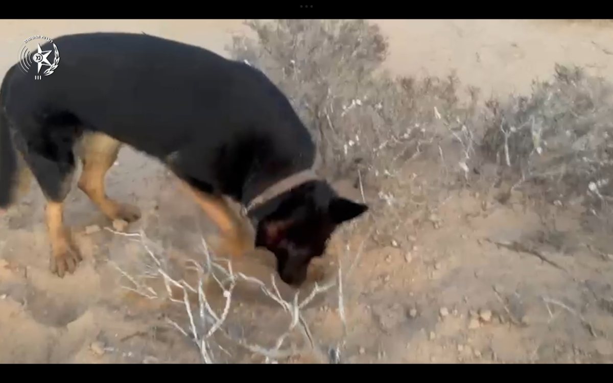 הכלבה סקאי. קרדיט: משטרת ישראל