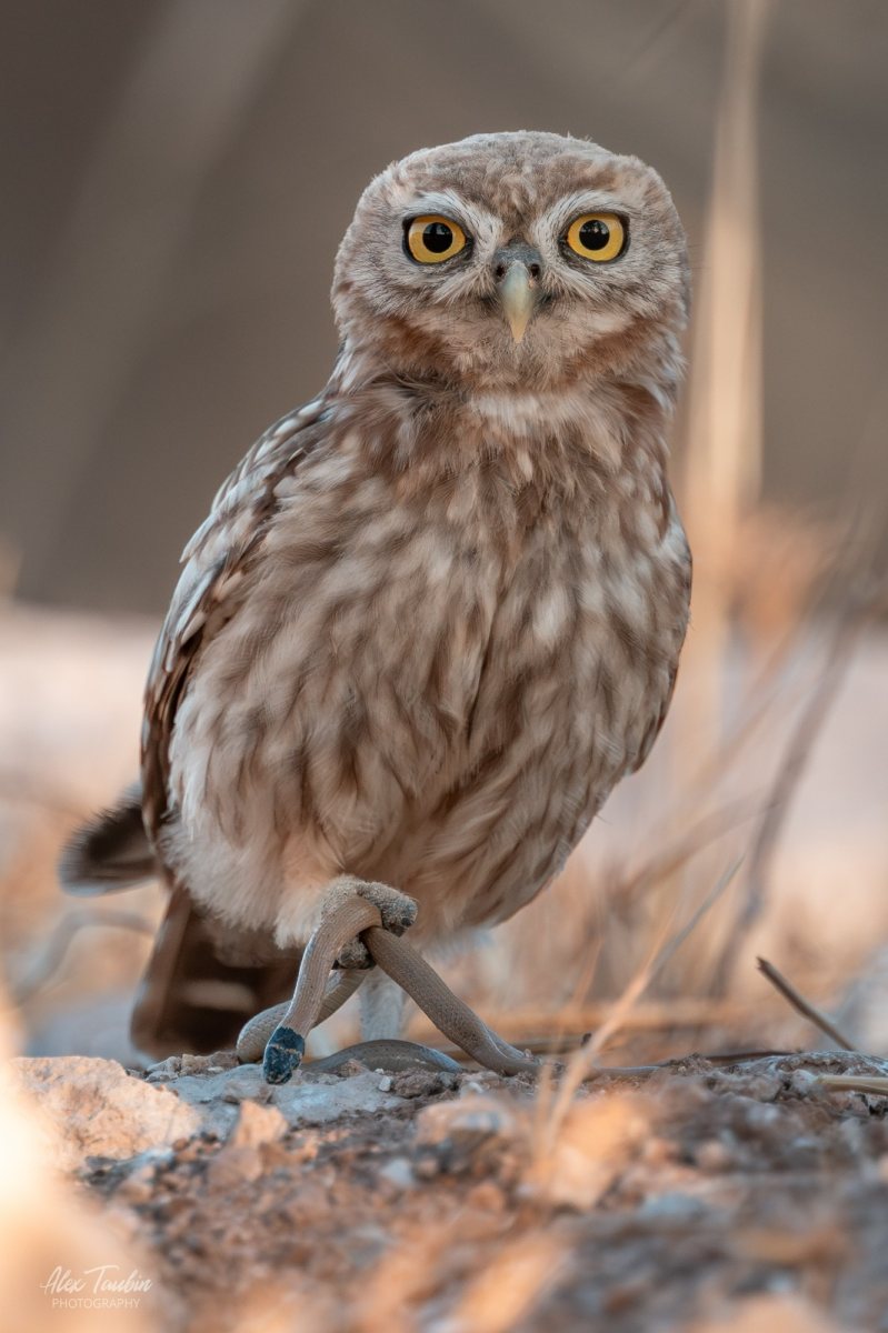 קרדיט צילום: אלכס טאובין רשות הטבע והגנים