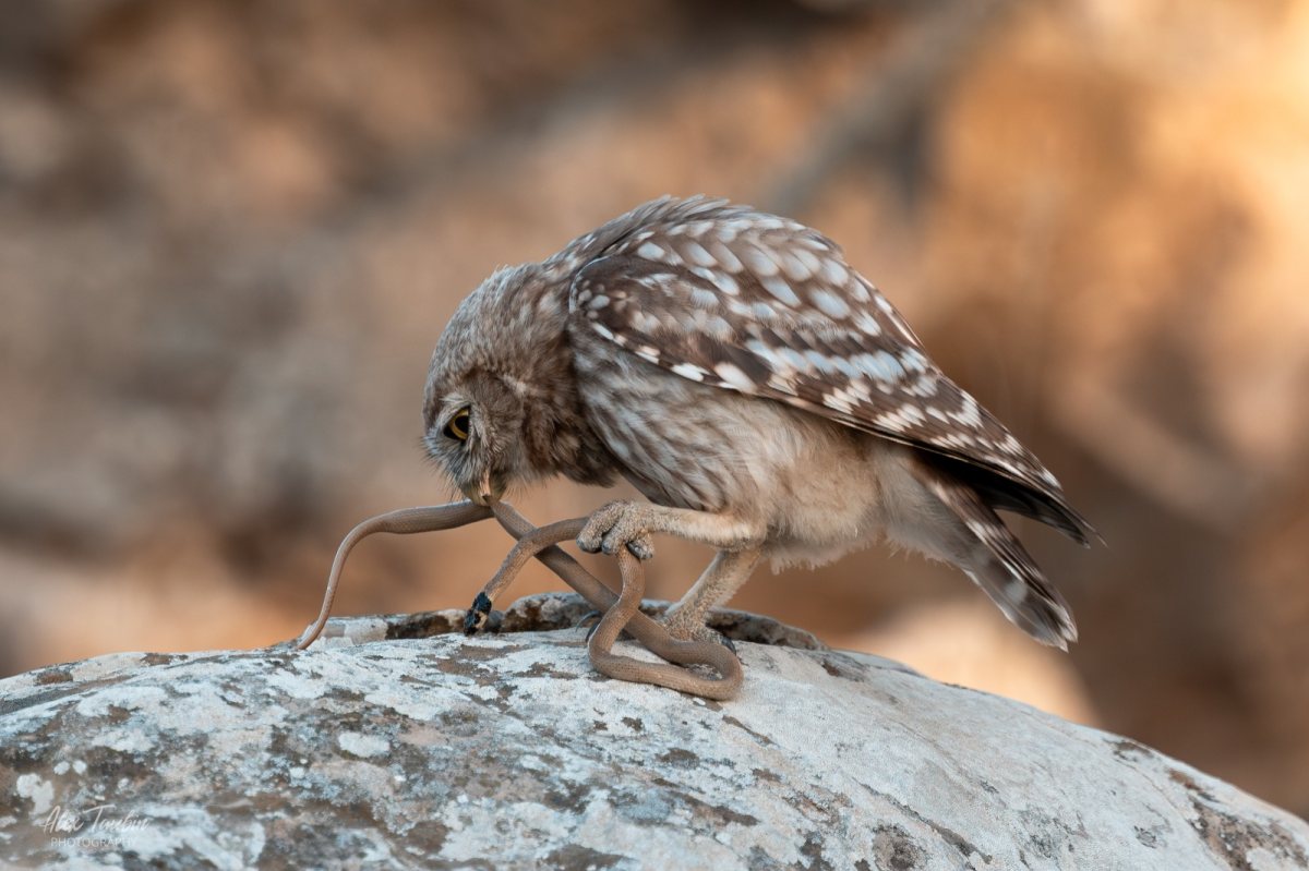 קרדיט צילום: אלכס טאובין, רשות הטבע והגנים