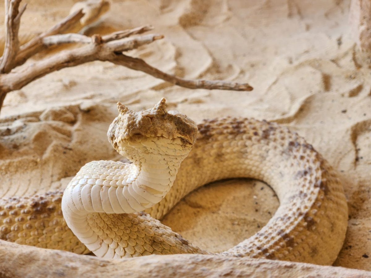 נחש מסוג שפיפון במדבריום פארק החיות בבאר שבע. צילום: ראובן אלמעלם