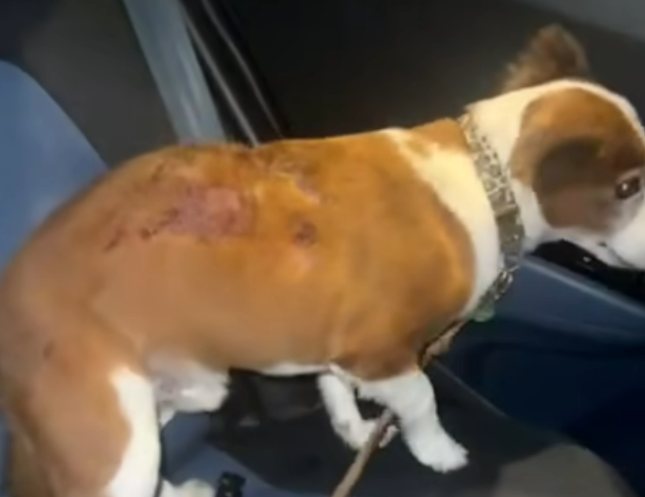 סמי לאחר התקיפה. קרדיט: צילום פרטי