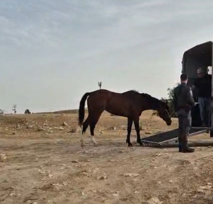 קרדיט: רועי משה ומנשה גלעד